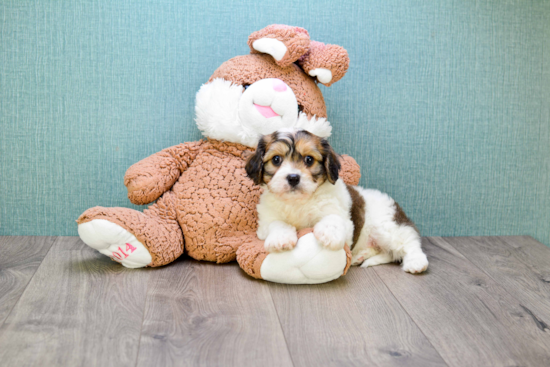 Cavachon Puppy for Adoption