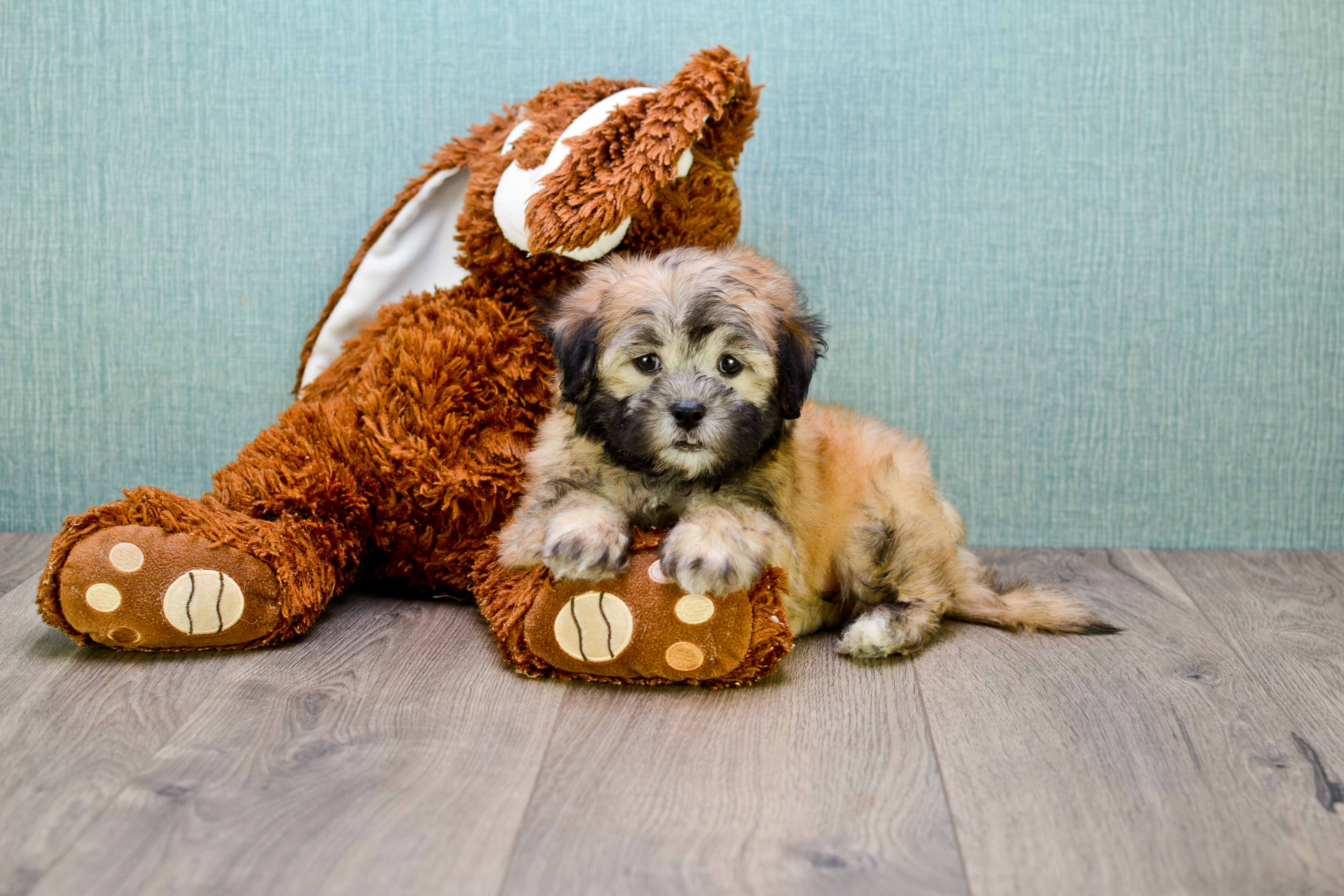 Popular Teddy Bear Designer Pup