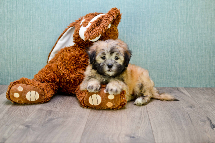 Popular Teddy Bear Designer Pup