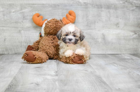 Teddy Bear Puppy for Adoption