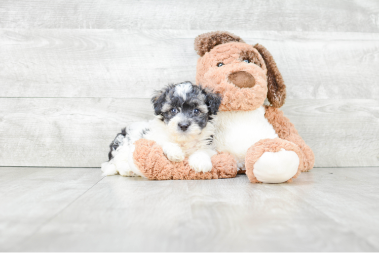 Havanese Pup Being Cute