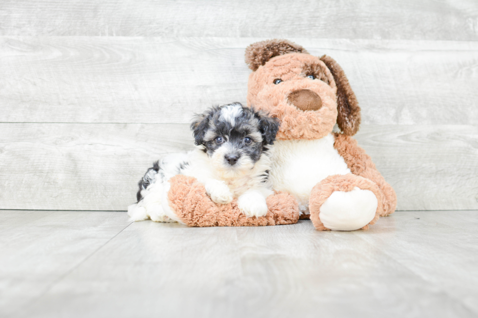 Havanese Pup Being Cute