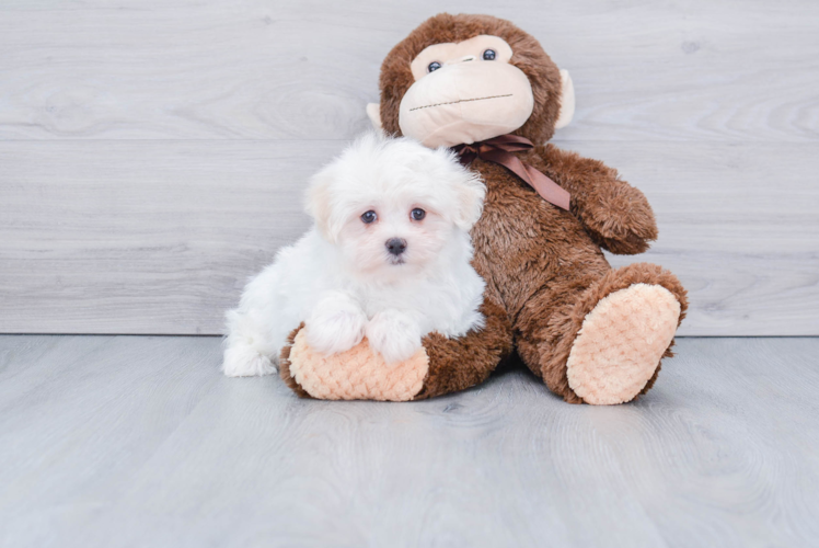 Hypoallergenic Maltese Purebred Pup