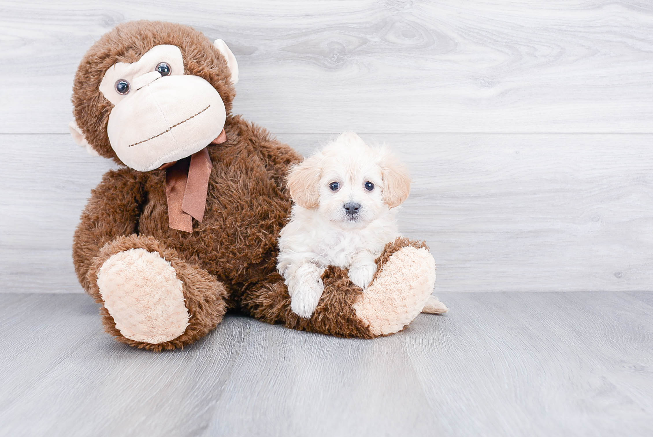 Fluffy Maltipoo Poodle Mix Pup