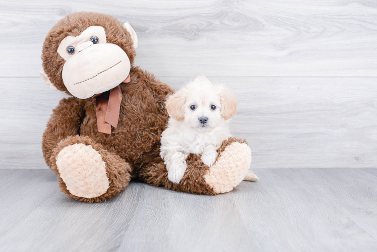 Fluffy Maltipoo Poodle Mix Pup