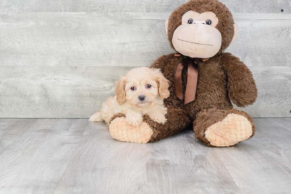 Fluffy Cavachon Designer Pup