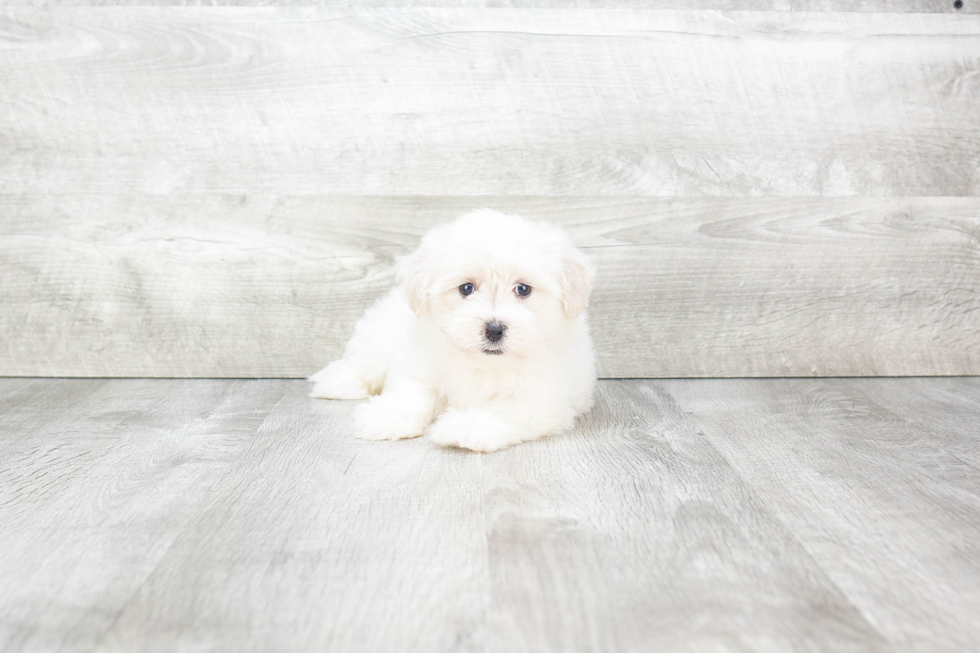 Friendly Havanese Purebred Pup