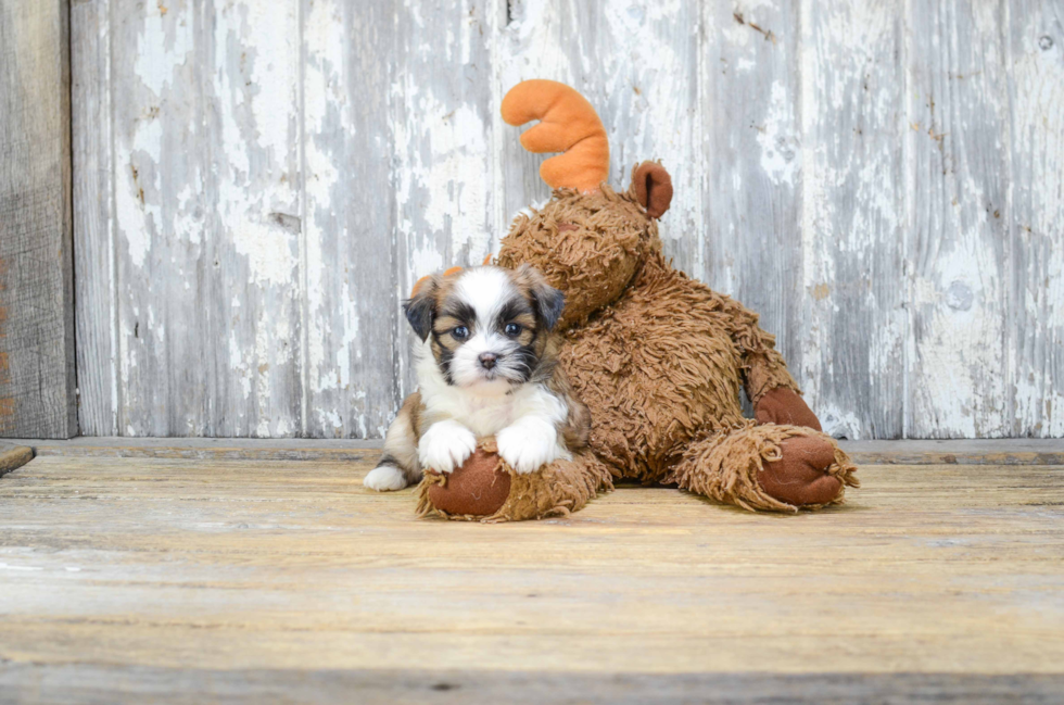 Teddy Bear Pup Being Cute