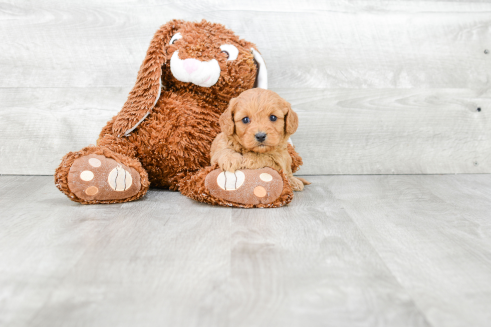 Best Cavapoo Baby