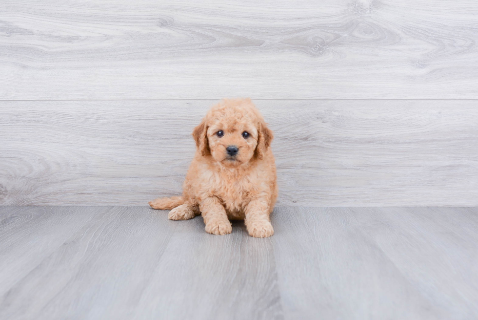 Fluffy Mini Goldendoodle Poodle Mix Pup