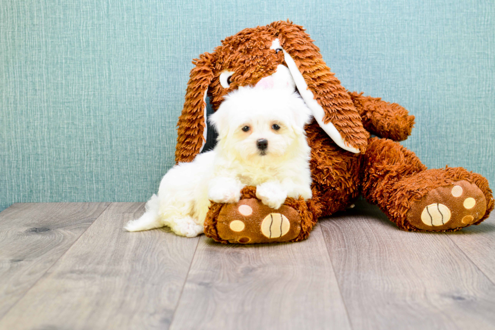 Friendly Maltese Purebred Pup