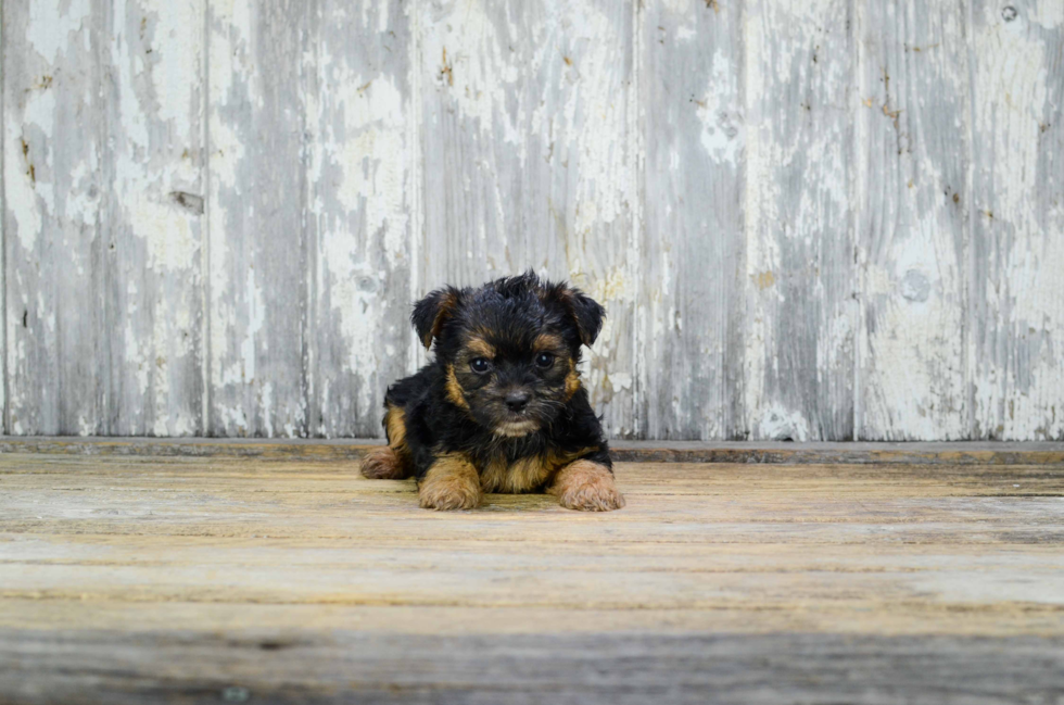 Smart Yorkie Poo Poodle Mix Pup