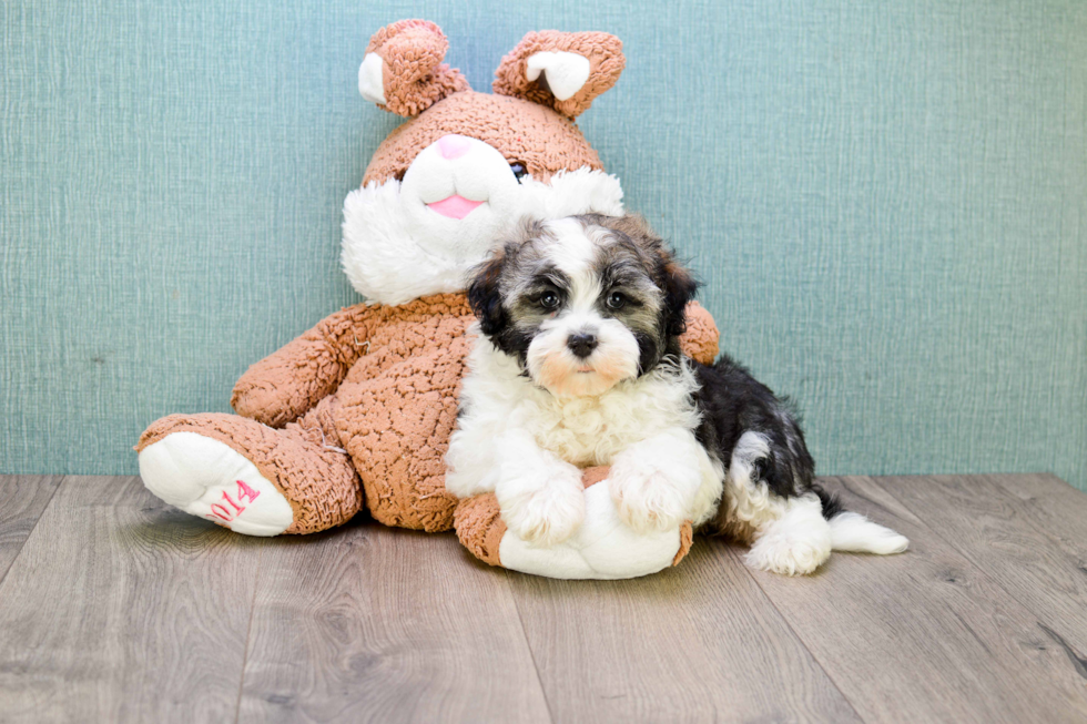 Havanese Pup Being Cute