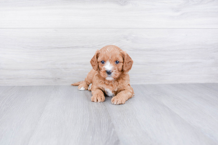 Small Cavapoo Baby