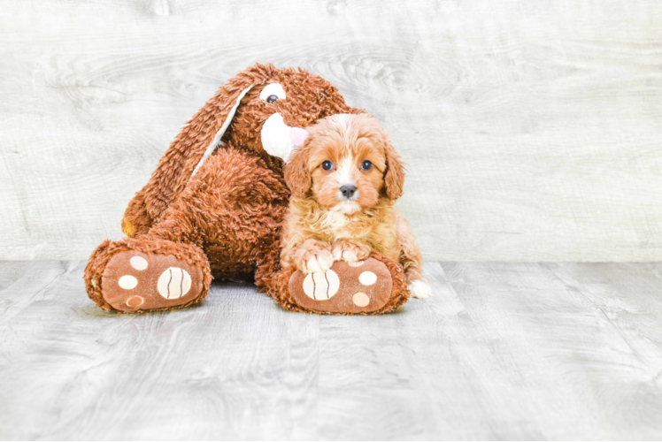 Cavapoo Puppy for Adoption