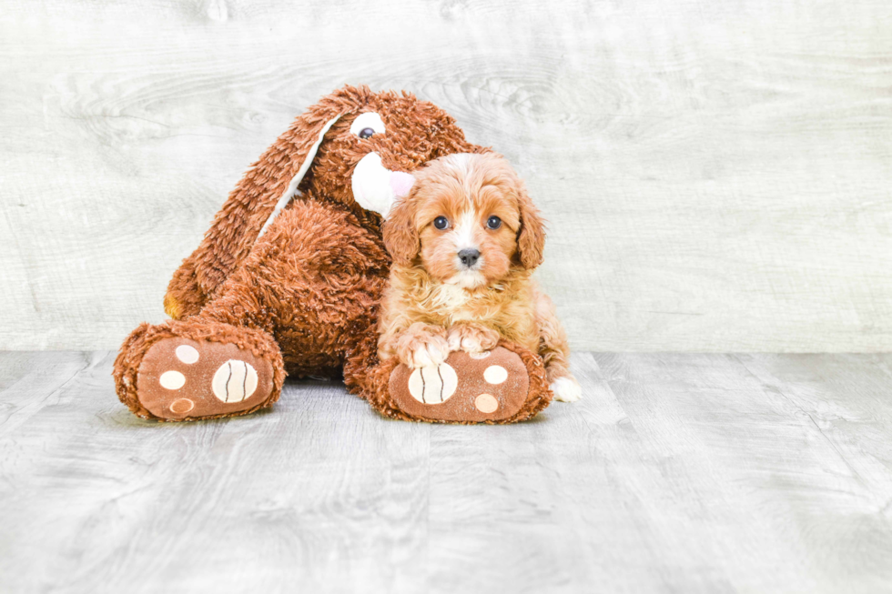 Cavapoo Puppy for Adoption