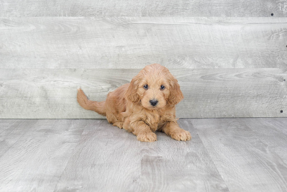 Mini Goldendoodle Puppy for Adoption