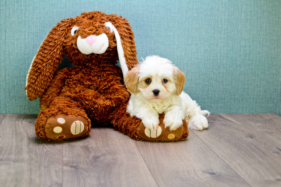 Cavachon Puppy for Adoption