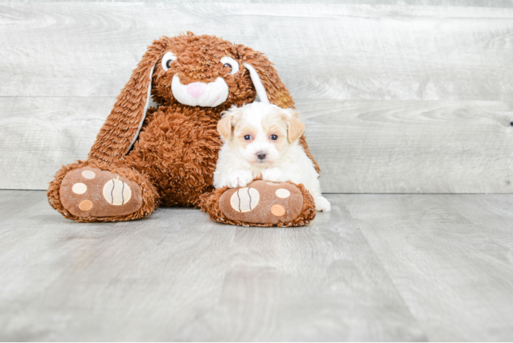 Popular Maltipoo Poodle Mix Pup