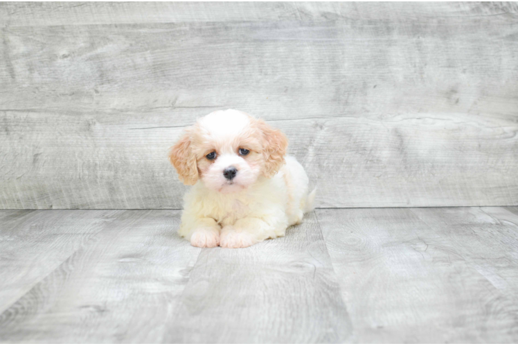 Cavachon Puppy for Adoption