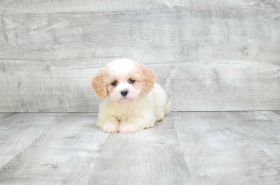 Cavachon Puppy for Adoption