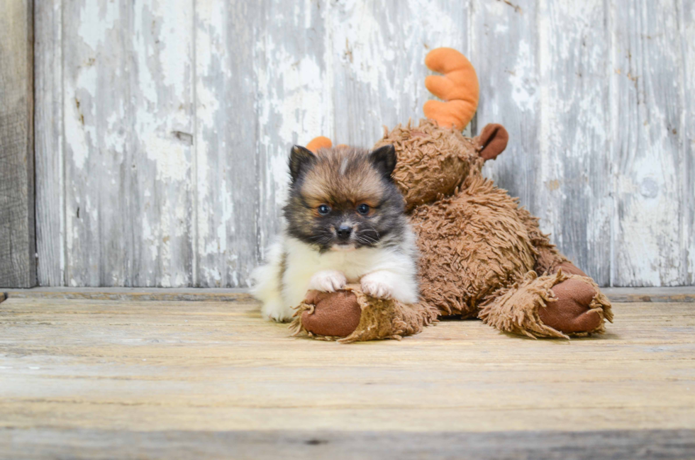 Fluffy Pomeranian Purebred Puppy