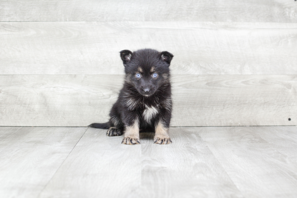 Playful Mini Husky Designer Puppy