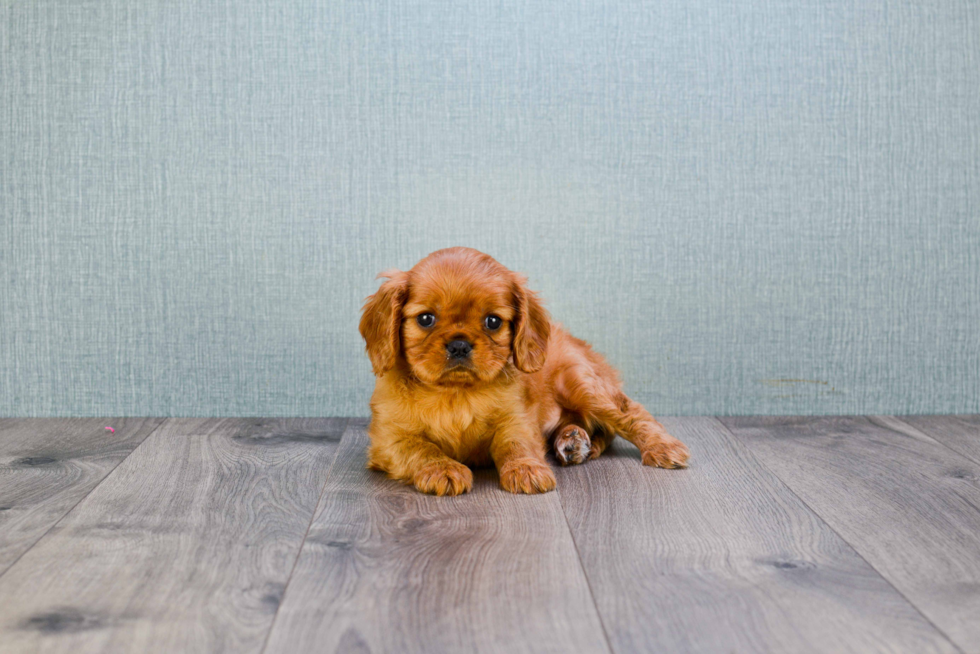 Popular Cavalier King Charles Spaniel Baby