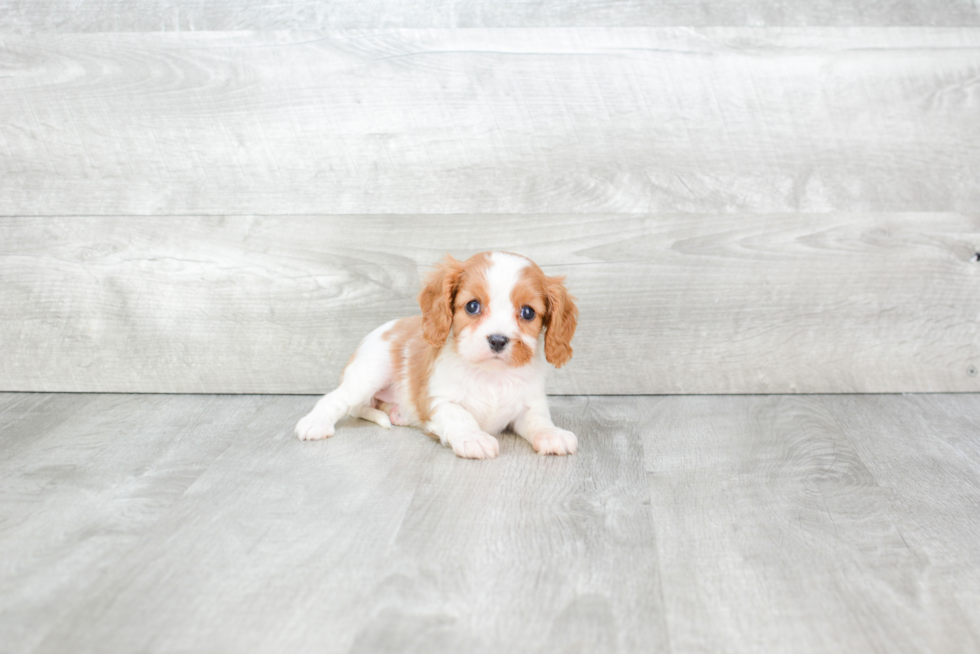 Cavalier King Charles Spaniel Puppy for Adoption