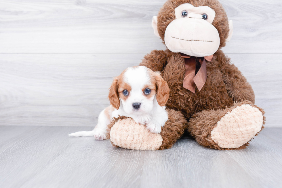 Cavalier King Charles Spaniel Puppy for Adoption