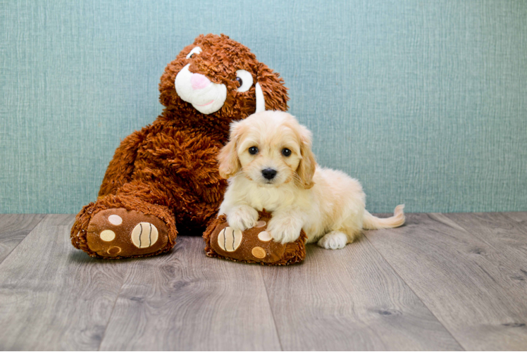 Cavachon Pup Being Cute