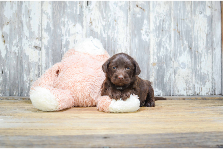 Mini Labradoodle Puppy for Adoption