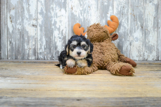 Morkie Puppy for Adoption