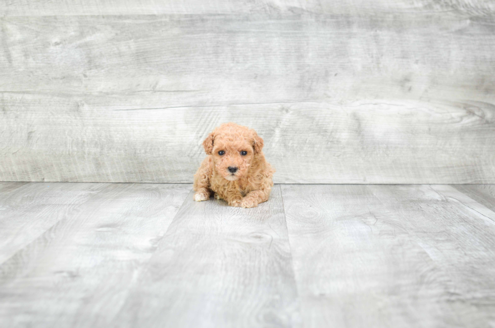 Poodle Pup Being Cute