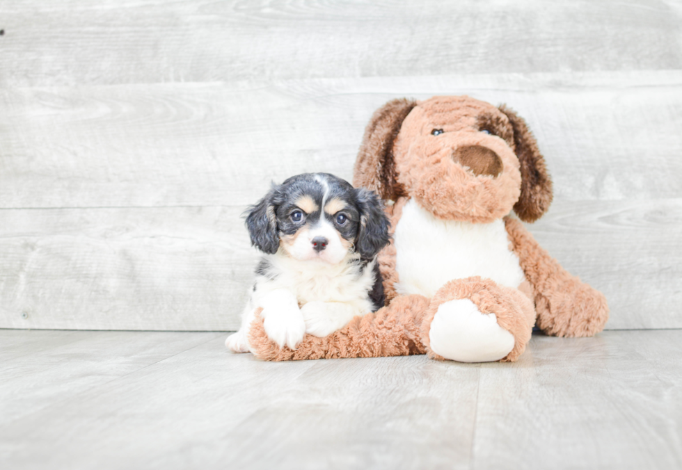 Cute Cavachon Baby