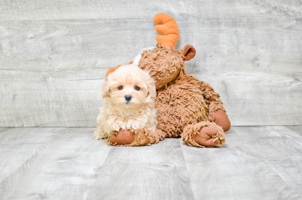 Maltipoo Puppy for Adoption