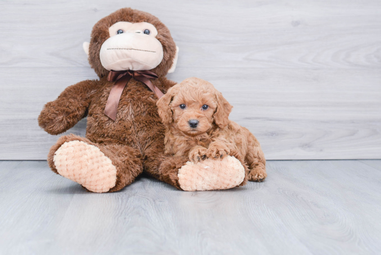 Adorable Golden Retriever Poodle Mix Puppy