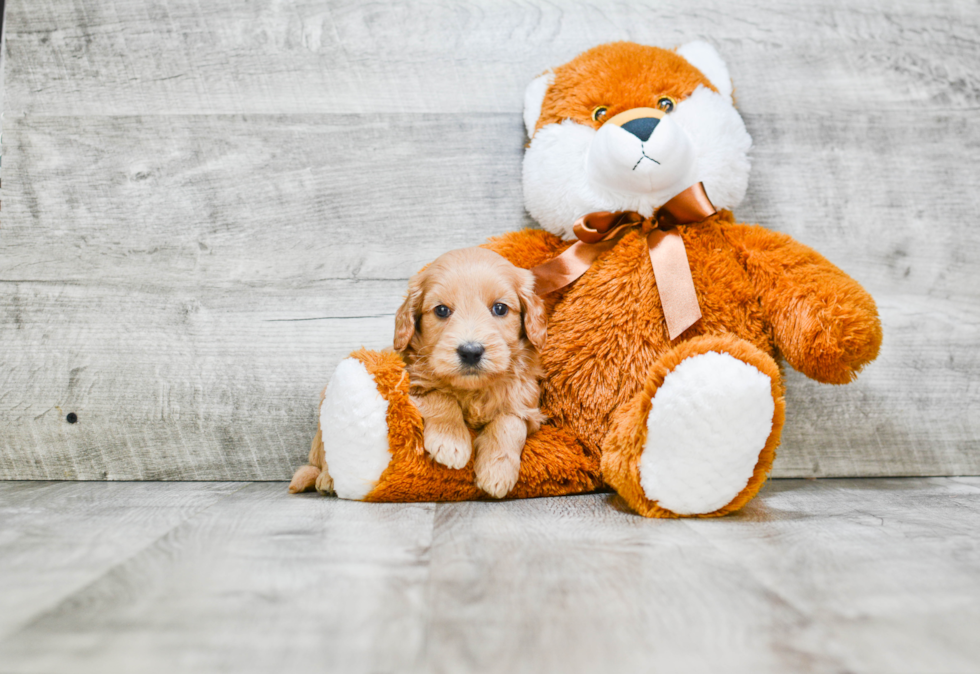 Little Golden Retriever Poodle Mix Puppy