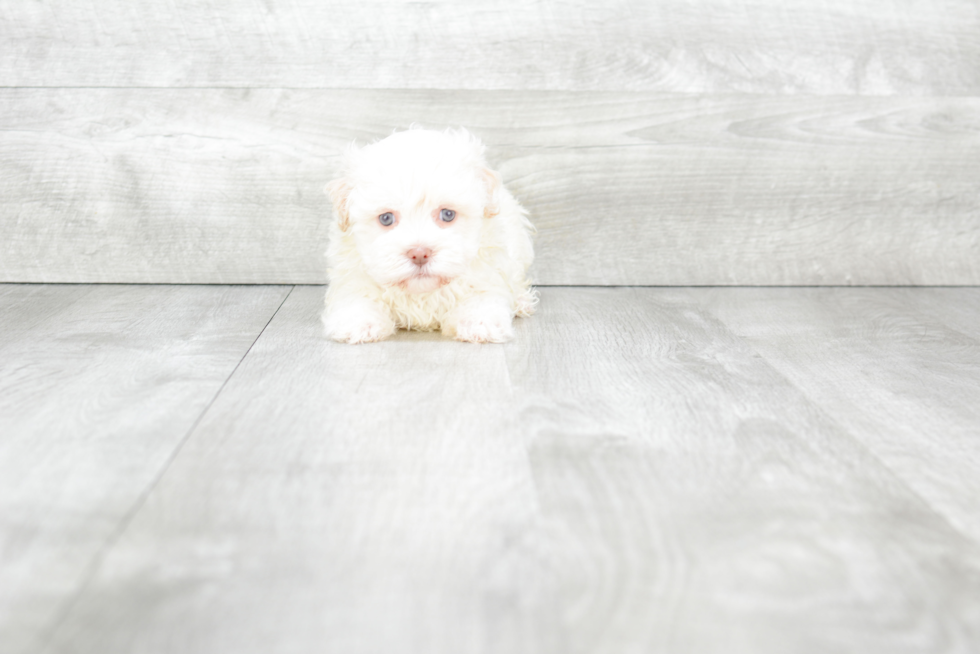 Havanese Puppy for Adoption