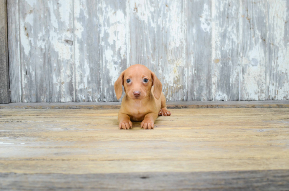 Dachshund Puppy for Adoption