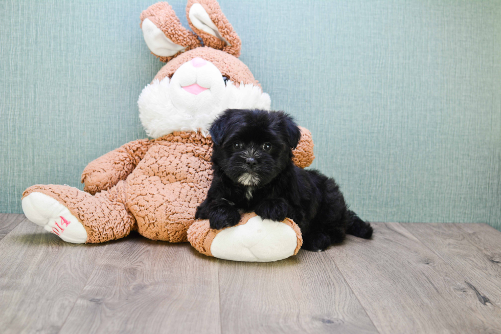 Playful Yorkie Designer Puppy