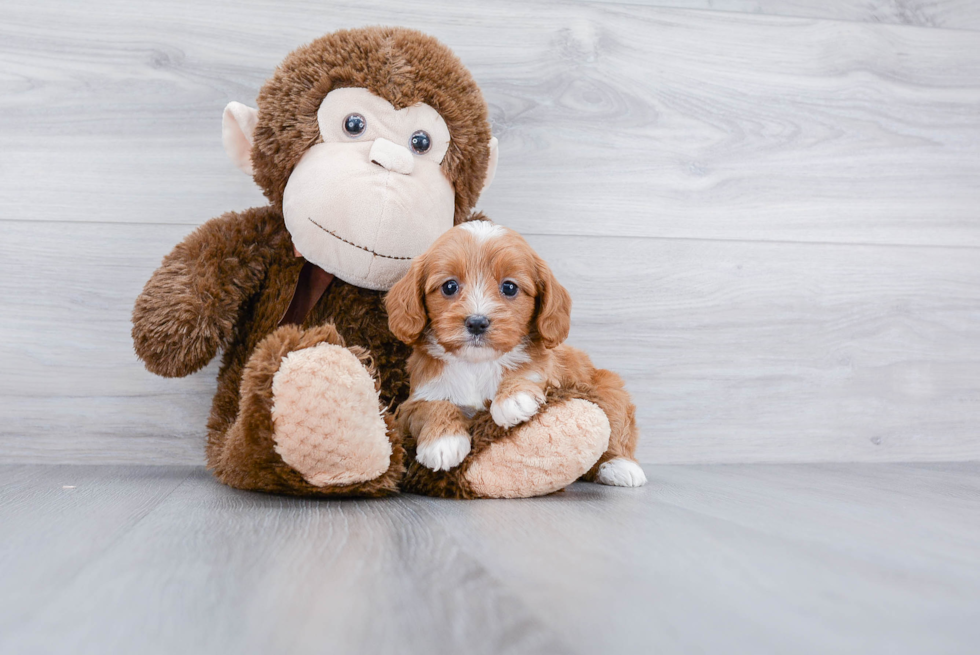 Friendly Cavapoo Baby