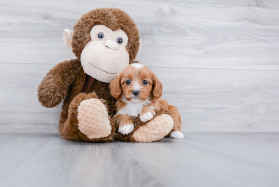 Friendly Cavapoo Baby