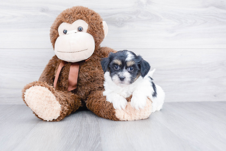 Friendly Teddy Bear Baby