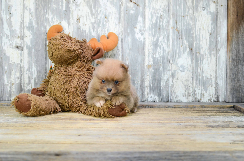 Pomeranian Pup Being Cute