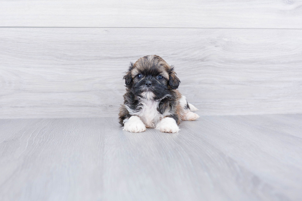 Teddy Bear Pup Being Cute