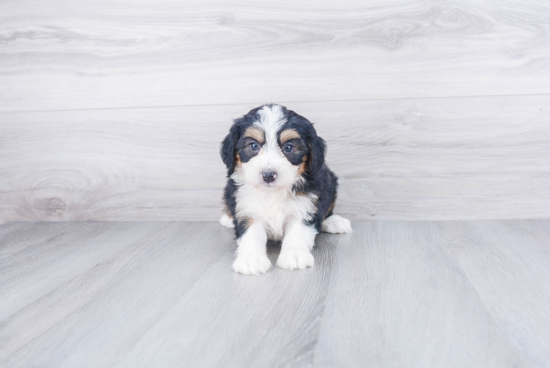 Mini Bernedoodle Pup Being Cute