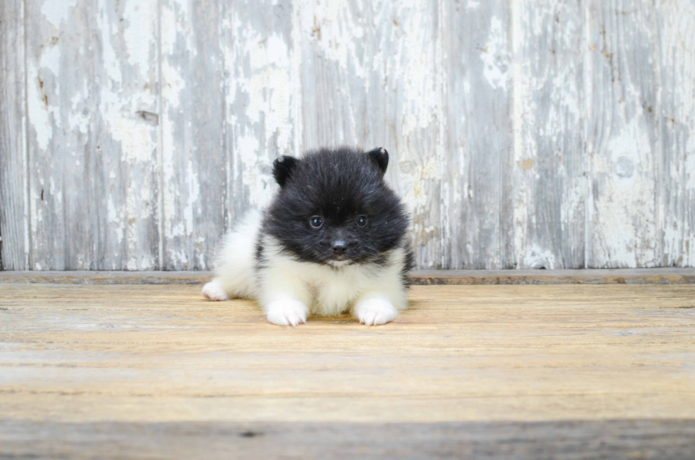 Happy Pomeranian Purebred Puppy