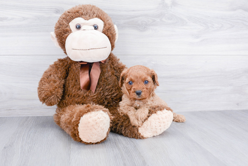 Cute Cavapoo Baby