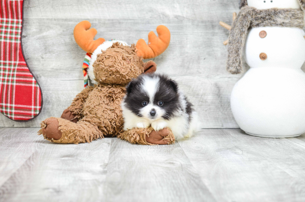 Little Pomeranian Purebred Pup